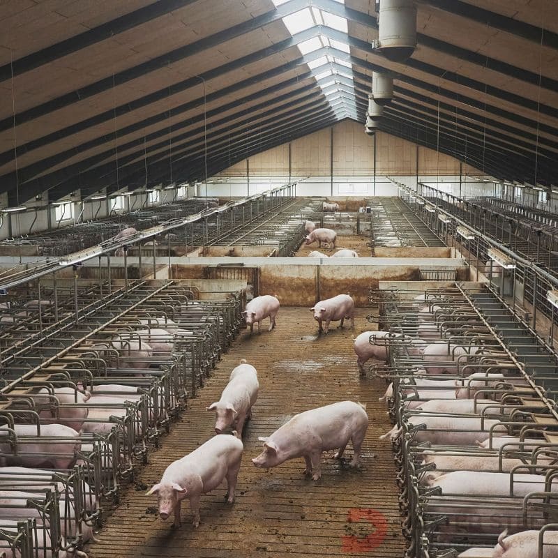 Steel Fencing, Gates, and Livestock Pens by Dexter Steel Supplier